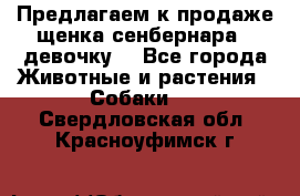 Предлагаем к продаже щенка сенбернара - девочку. - Все города Животные и растения » Собаки   . Свердловская обл.,Красноуфимск г.